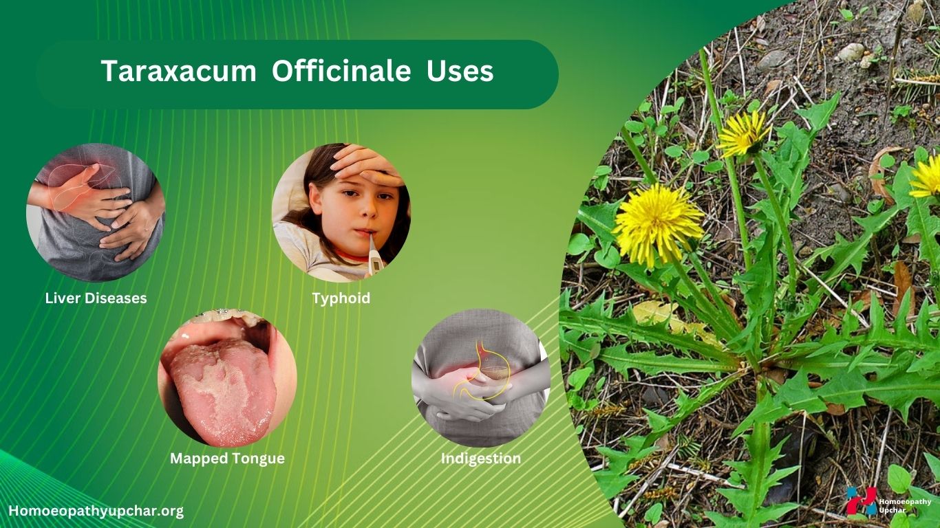 Taraxacum homeopathy uses